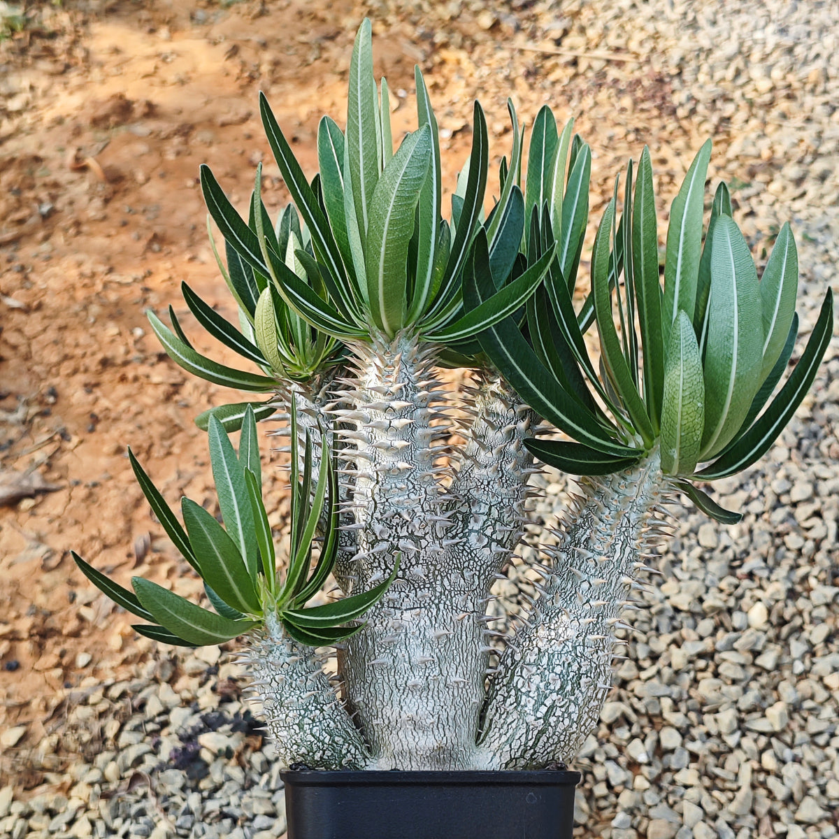 Pachypodium inopinatum