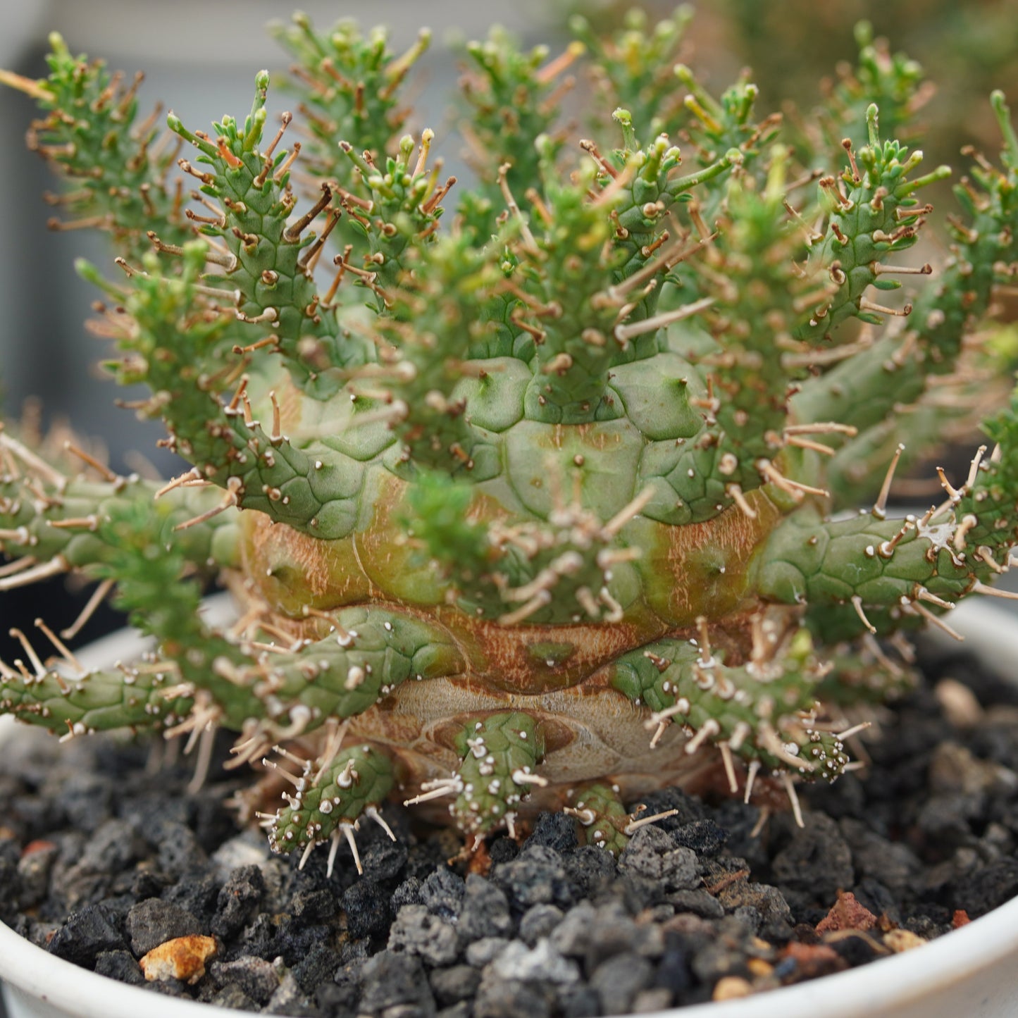 Euphorbia decepta