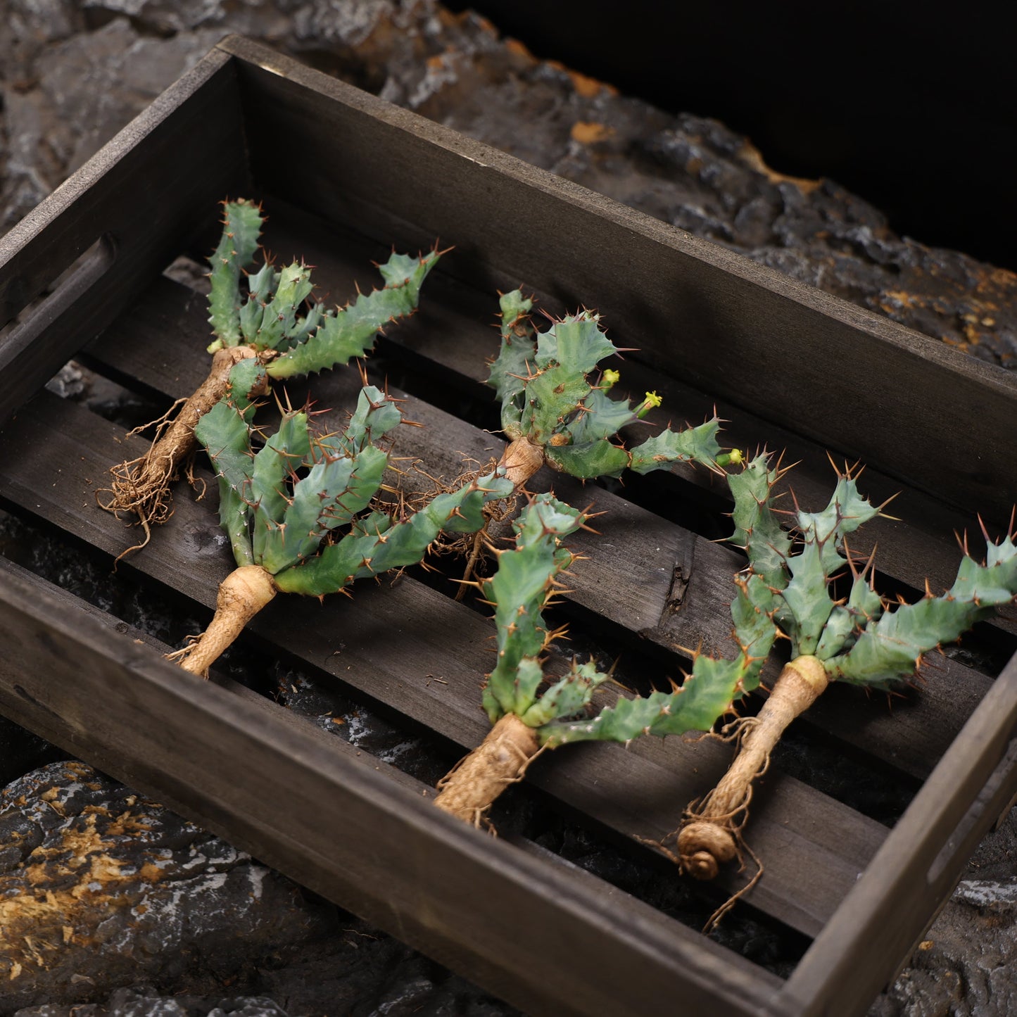Euphorbia clavigera (blue multi-headed ssp.)