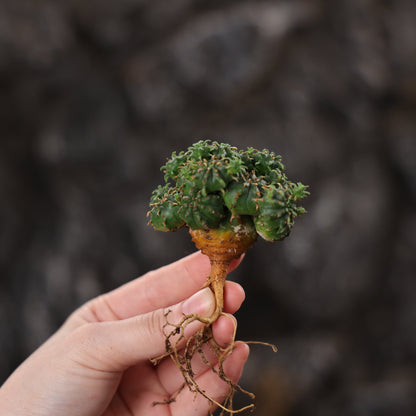 Euphorbia tubiglans hybrid