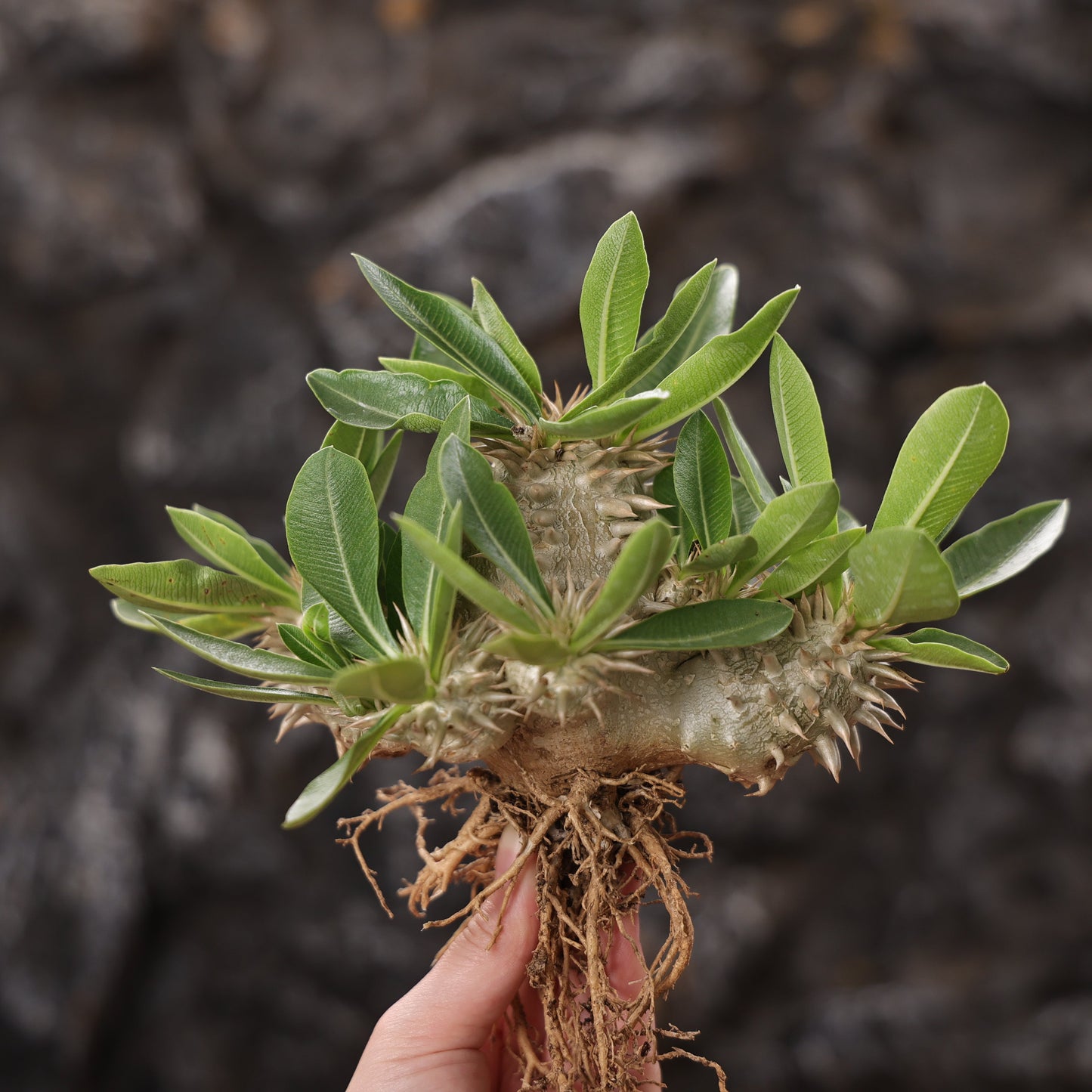 Pachypodium eburneum