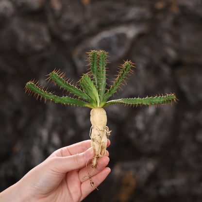 Euphorbia micracantha