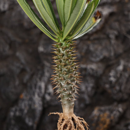 Pachypodium ambongense