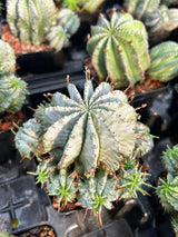 Euphorbia horrida Seeds — Euphorbia — 2026 seed listing — 1 Seed — image 2: plants growing together in a nursery reference photo