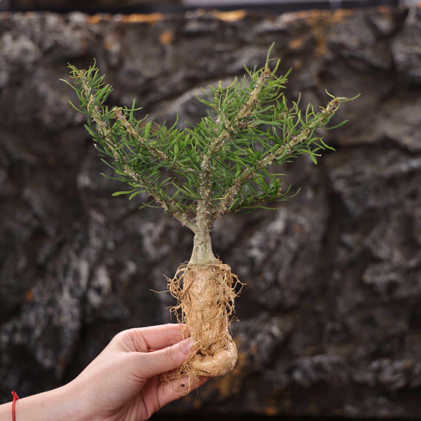 Euphorbia sakarahaensis