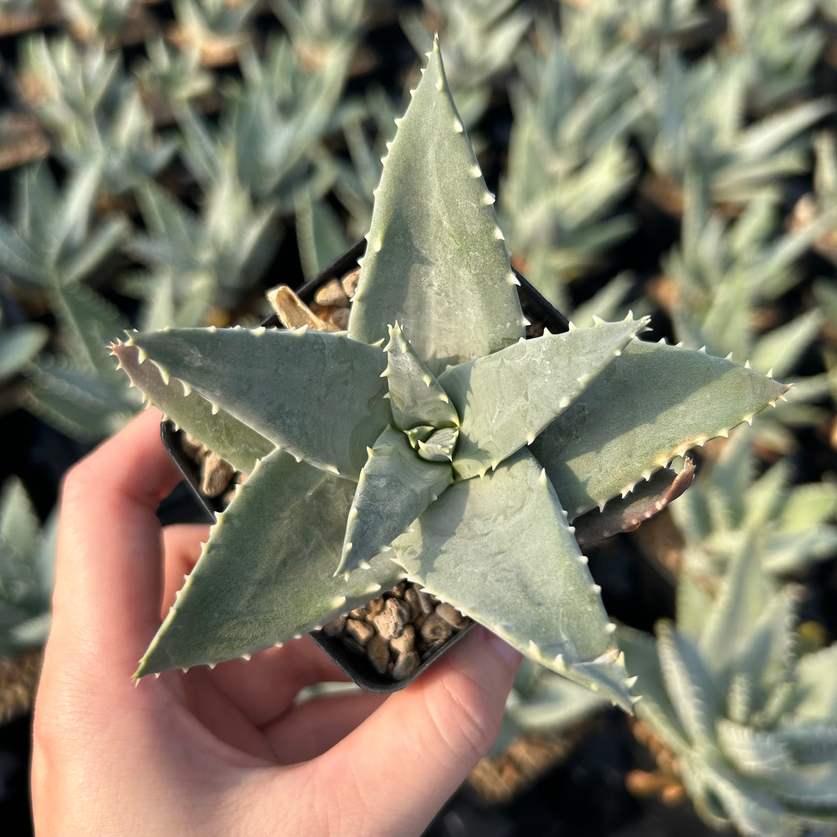 Aloe pillansii-Aloe-W6-7cm-image-3