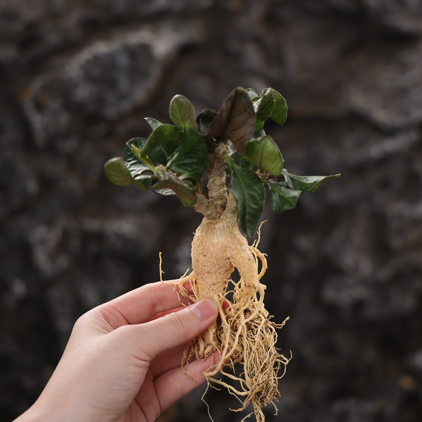 Euphorbia ambovombensis