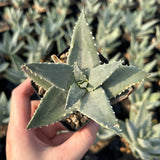 Aloe pillansii-Aloe-W6-7cm-image-3