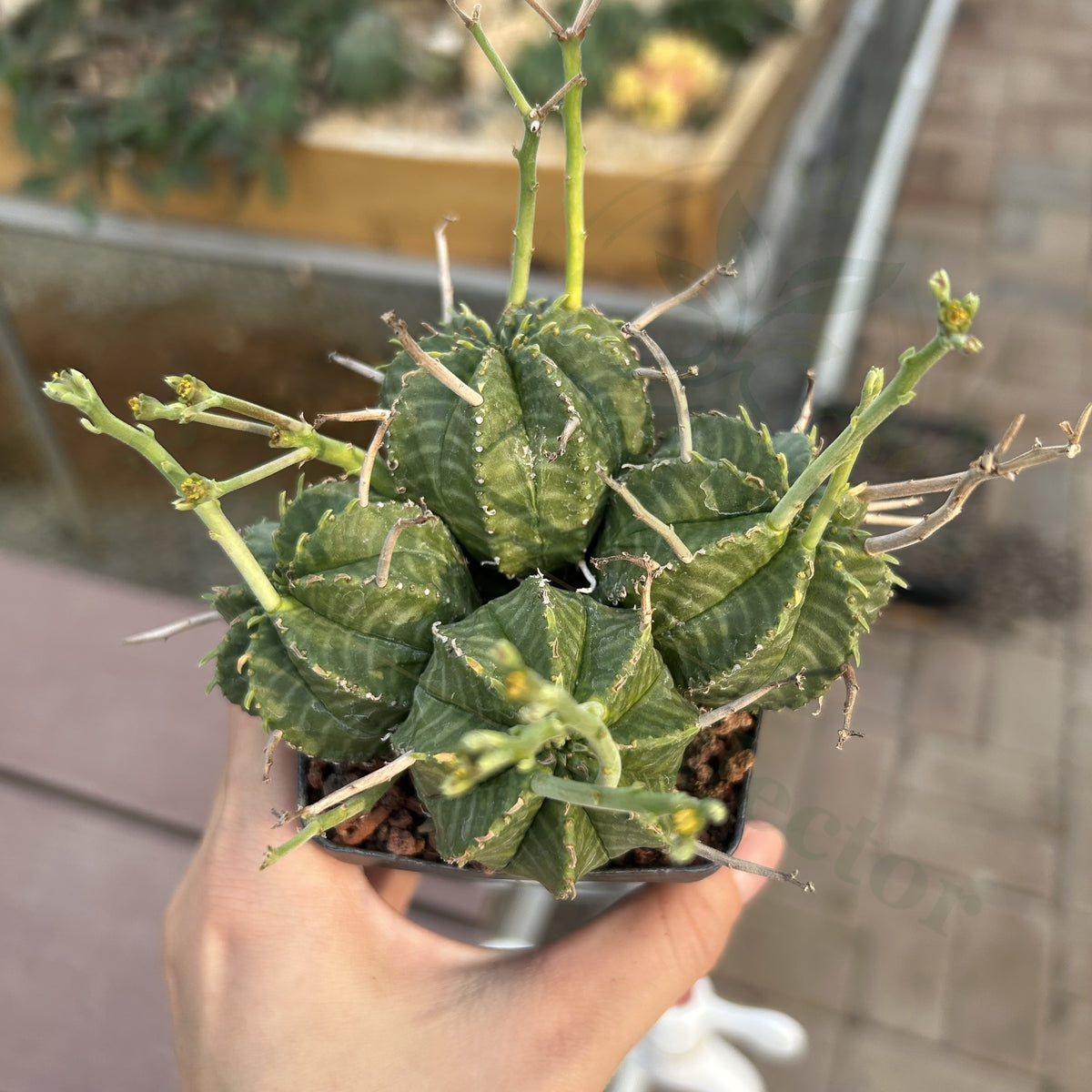 Euphorbia valida