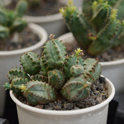 Euphorbia tubiglans