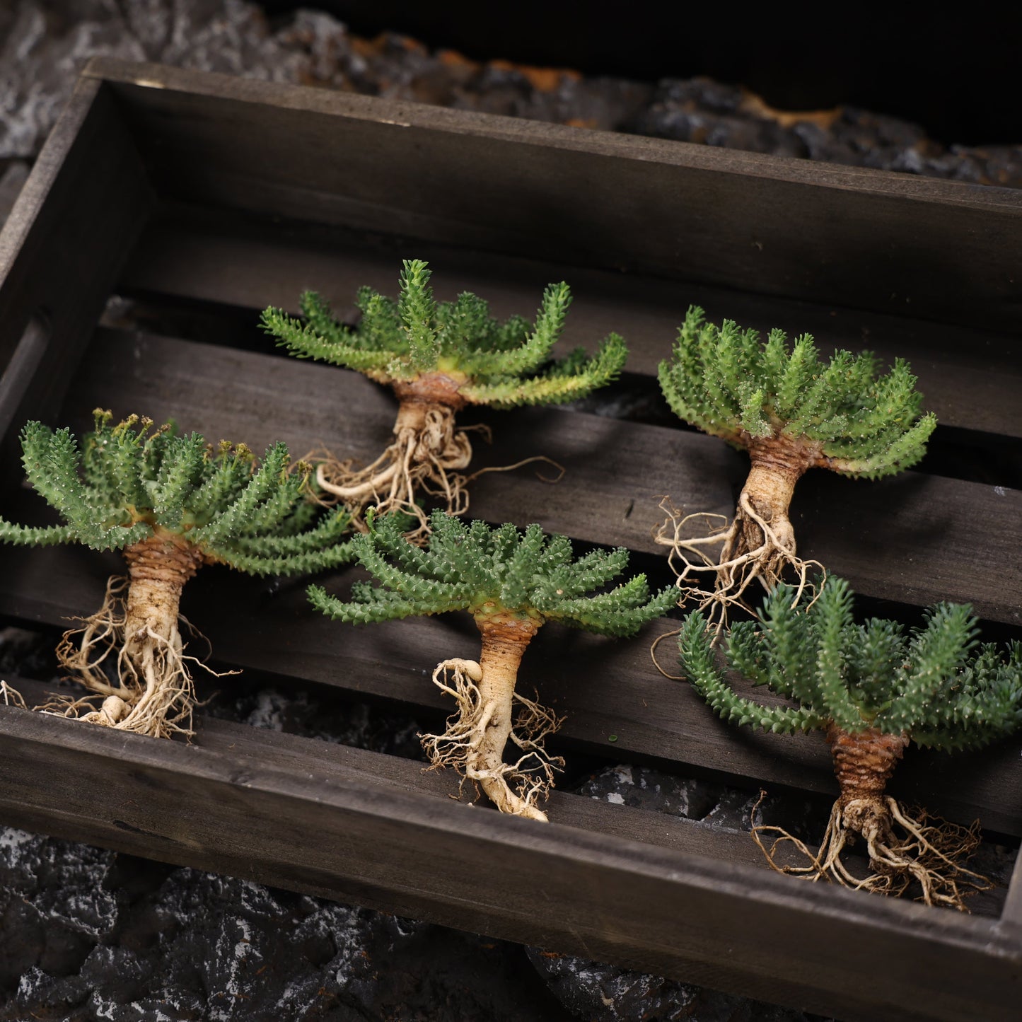 Euphorbia atroviridis