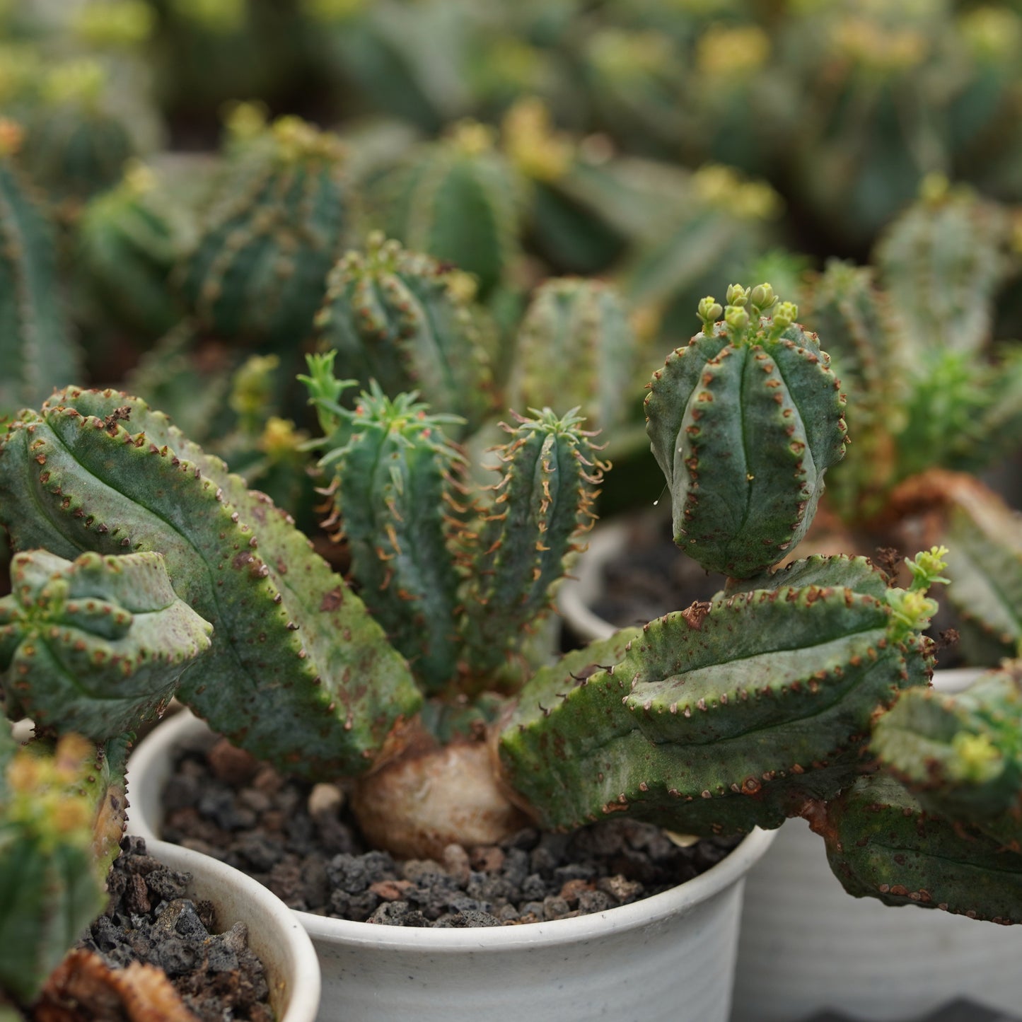 Euphorbia tubiglans
