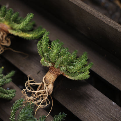 Euphorbia atroviridis