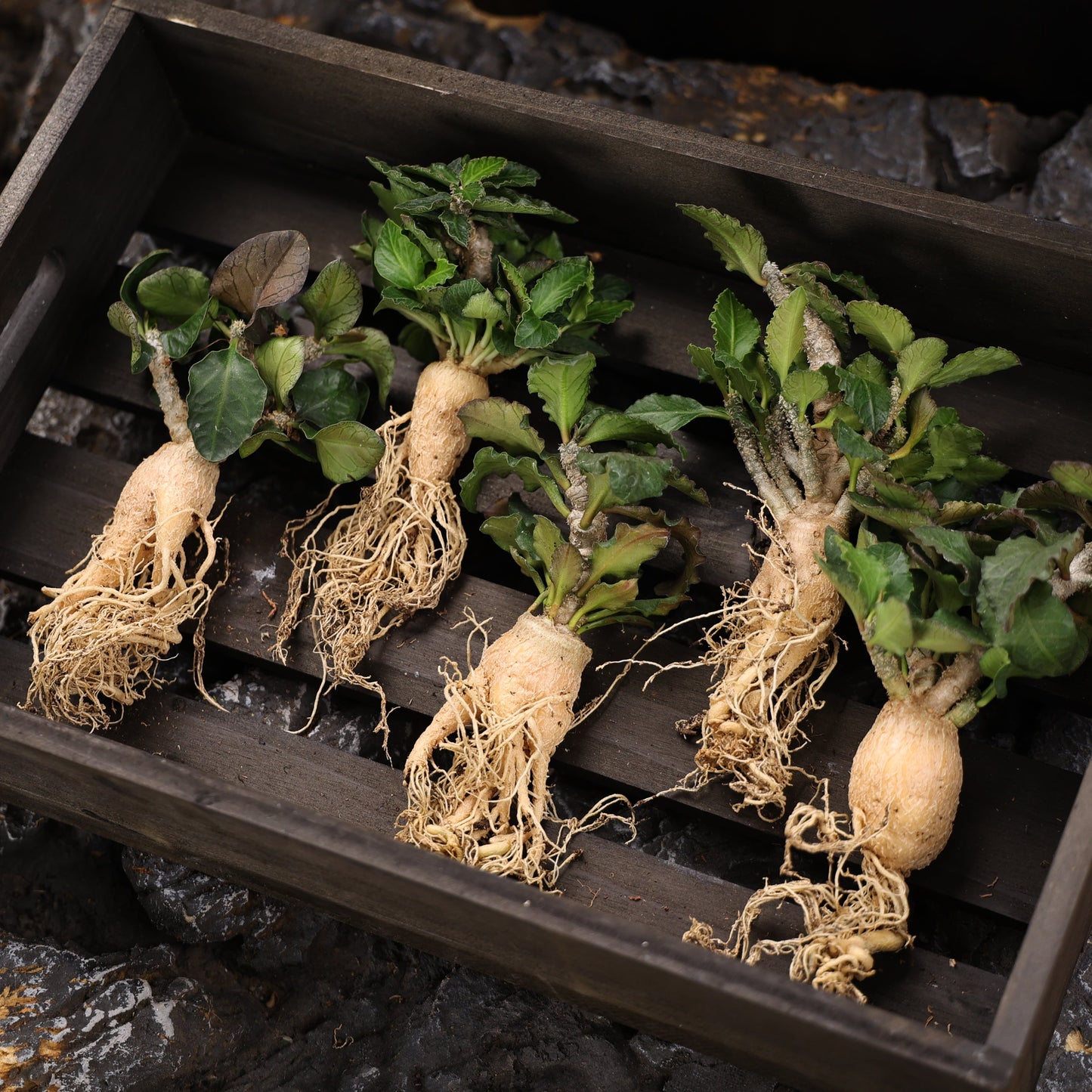 Euphorbia ambovombensis