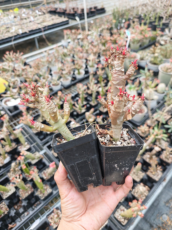 Euphorbia millotii For Sale | Quality Seed Grown | Multi-branched & Thick Stem (H8cm)