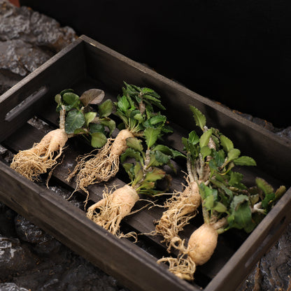 Euphorbia ambovombensis