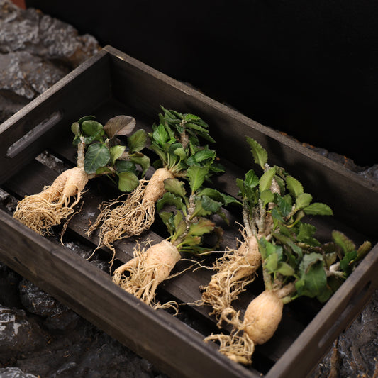 Euphorbia ambovombensis