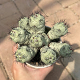 Ortegocactus macdougallii