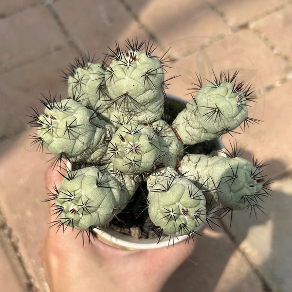 Ortegocactus macdougallii