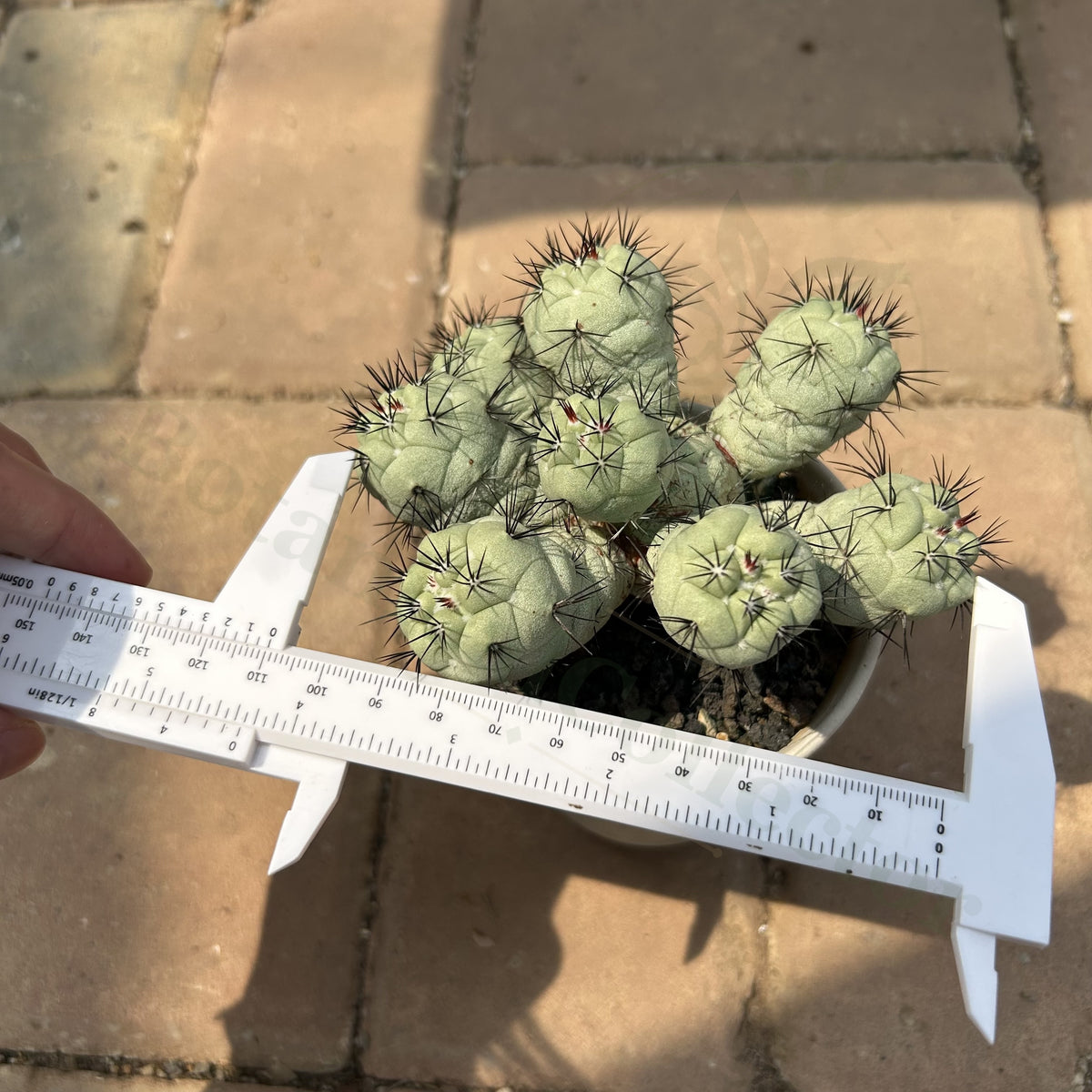 Ortegocactus macdougallii