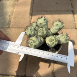 Ortegocactus macdougallii
