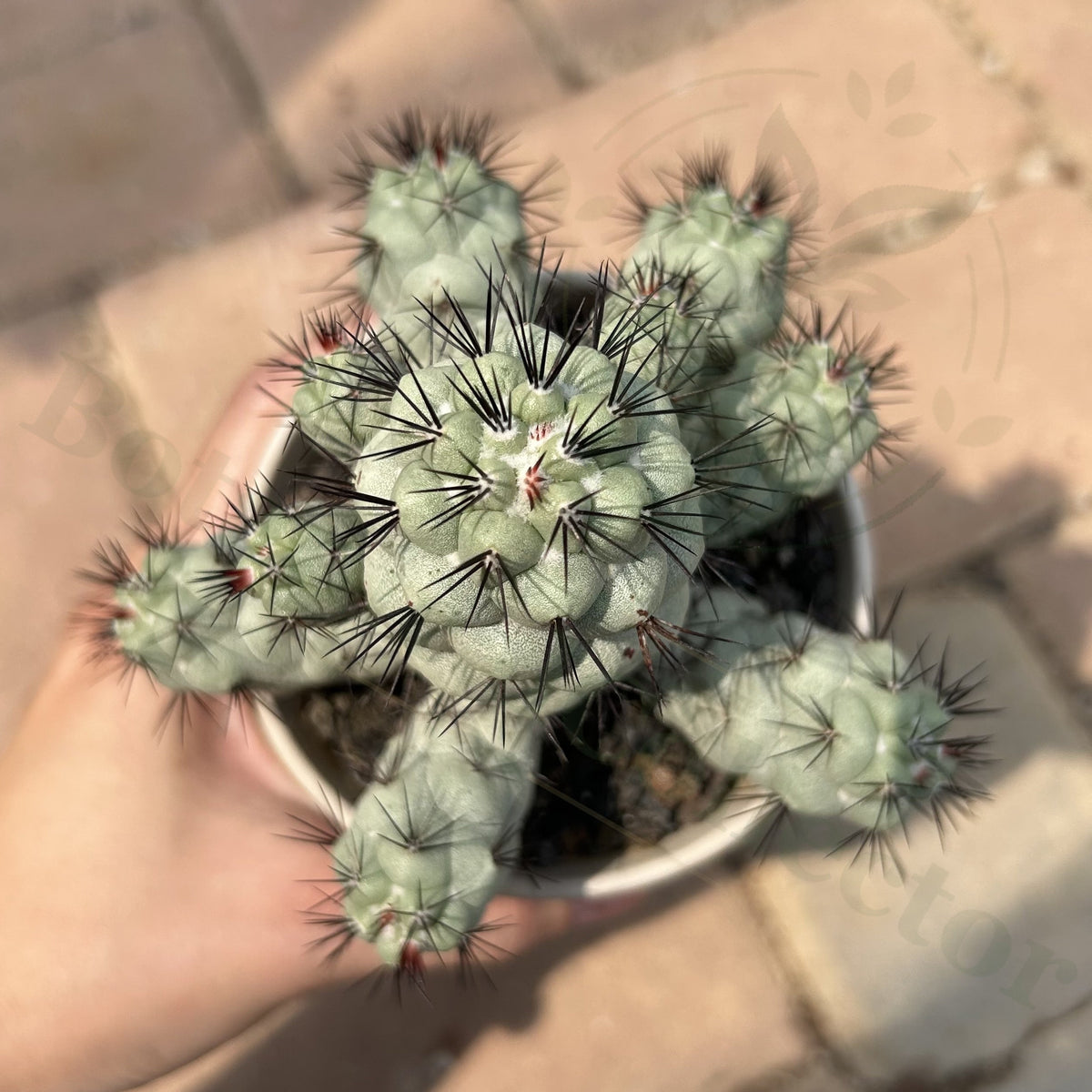 Ortegocactus macdougallii