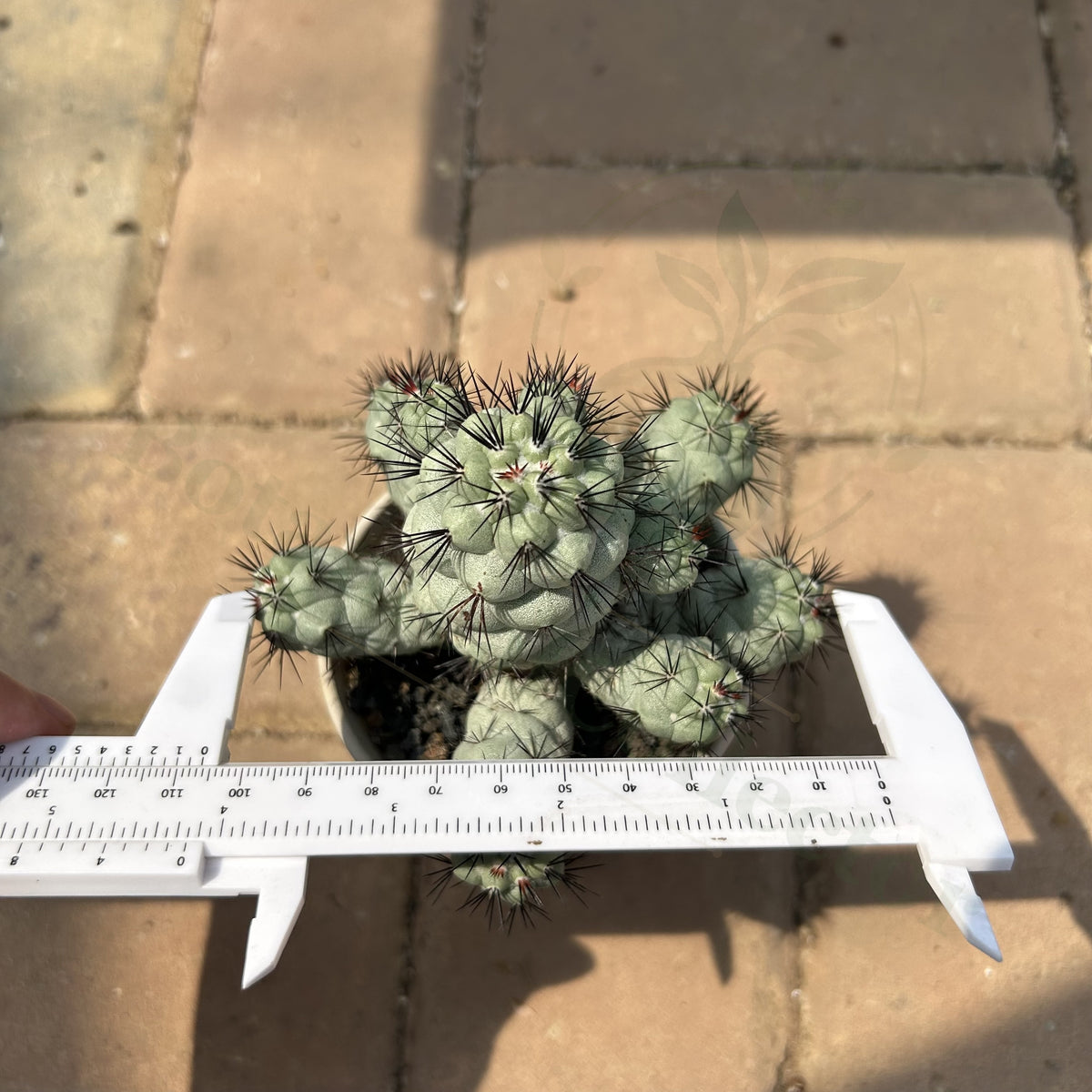Ortegocactus macdougallii