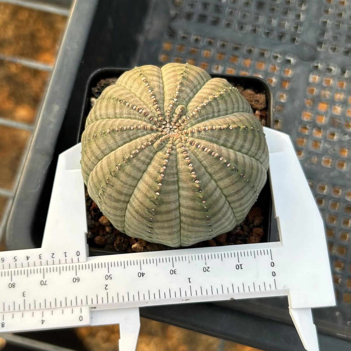 Euphorbia obesa