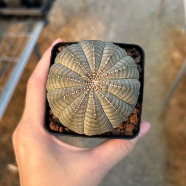 Euphorbia obesa — Euphorbia — listed size W5.9cm — No.3587 — image 3: potted ribbed, rounded plant viewed from above