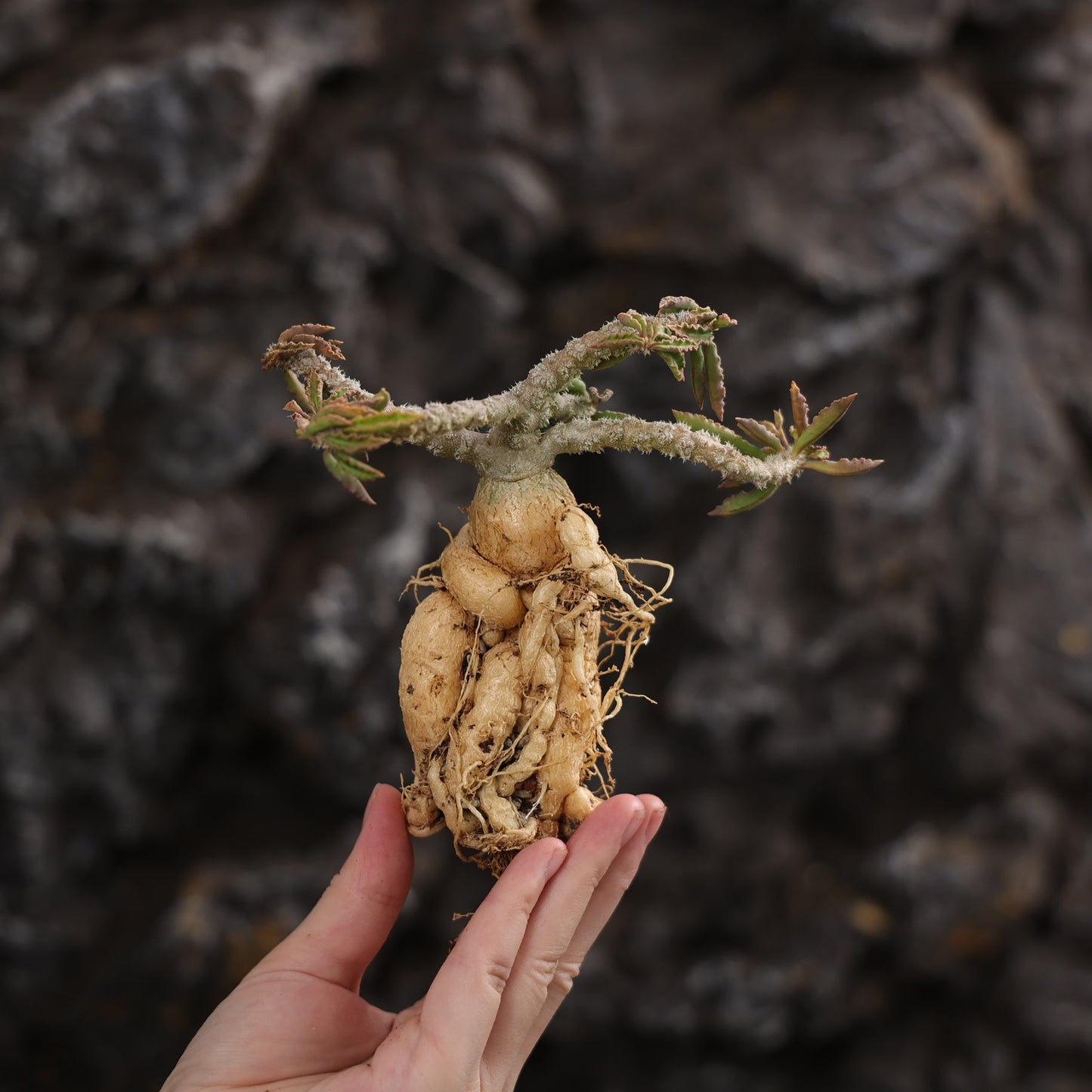 Euphorbia capsaintemariensis