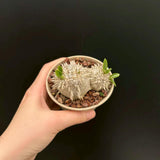 Pachypodium brevicaule - BotanicalCollector