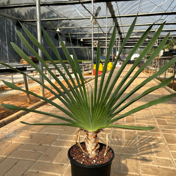 Boophone disticha