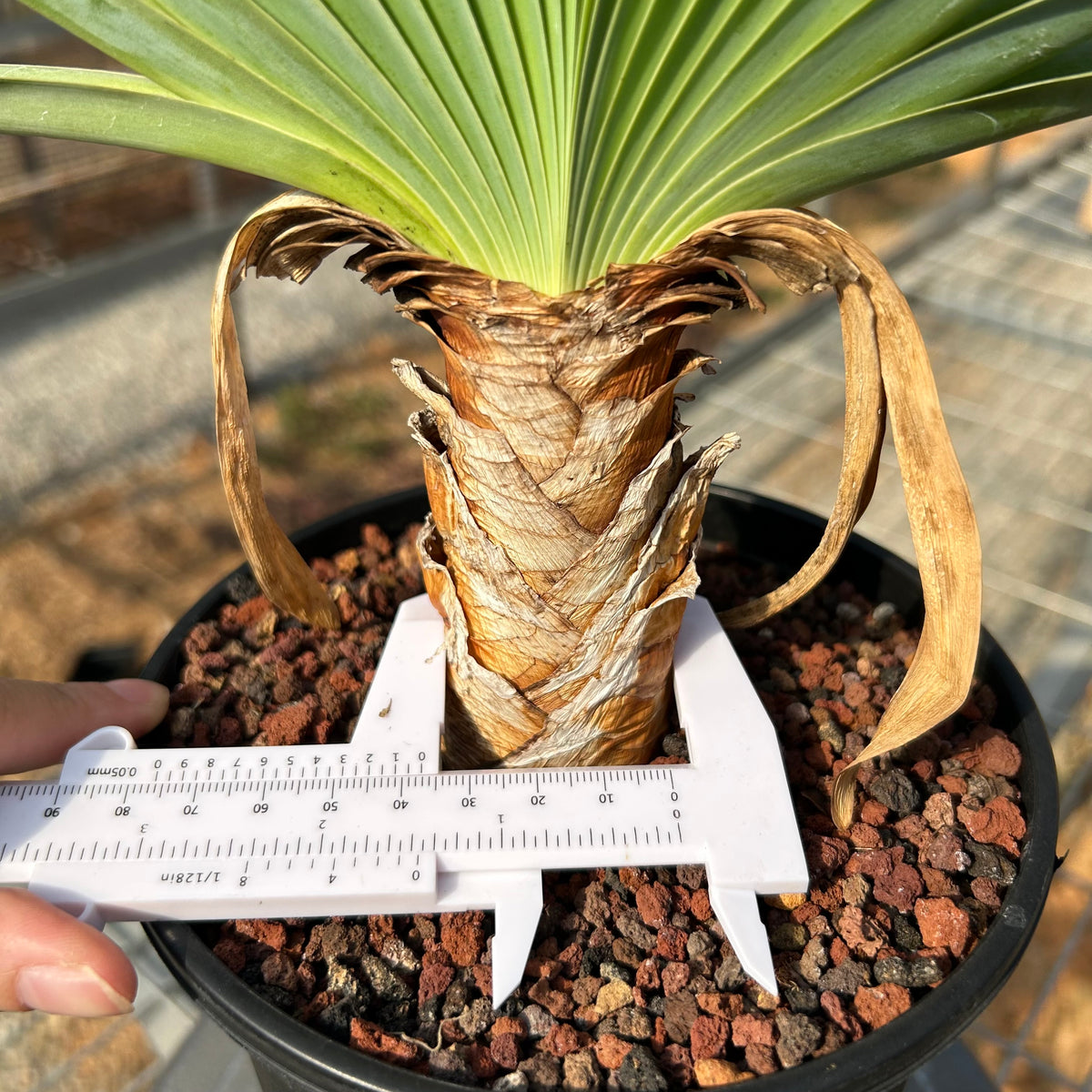 Boophone disticha