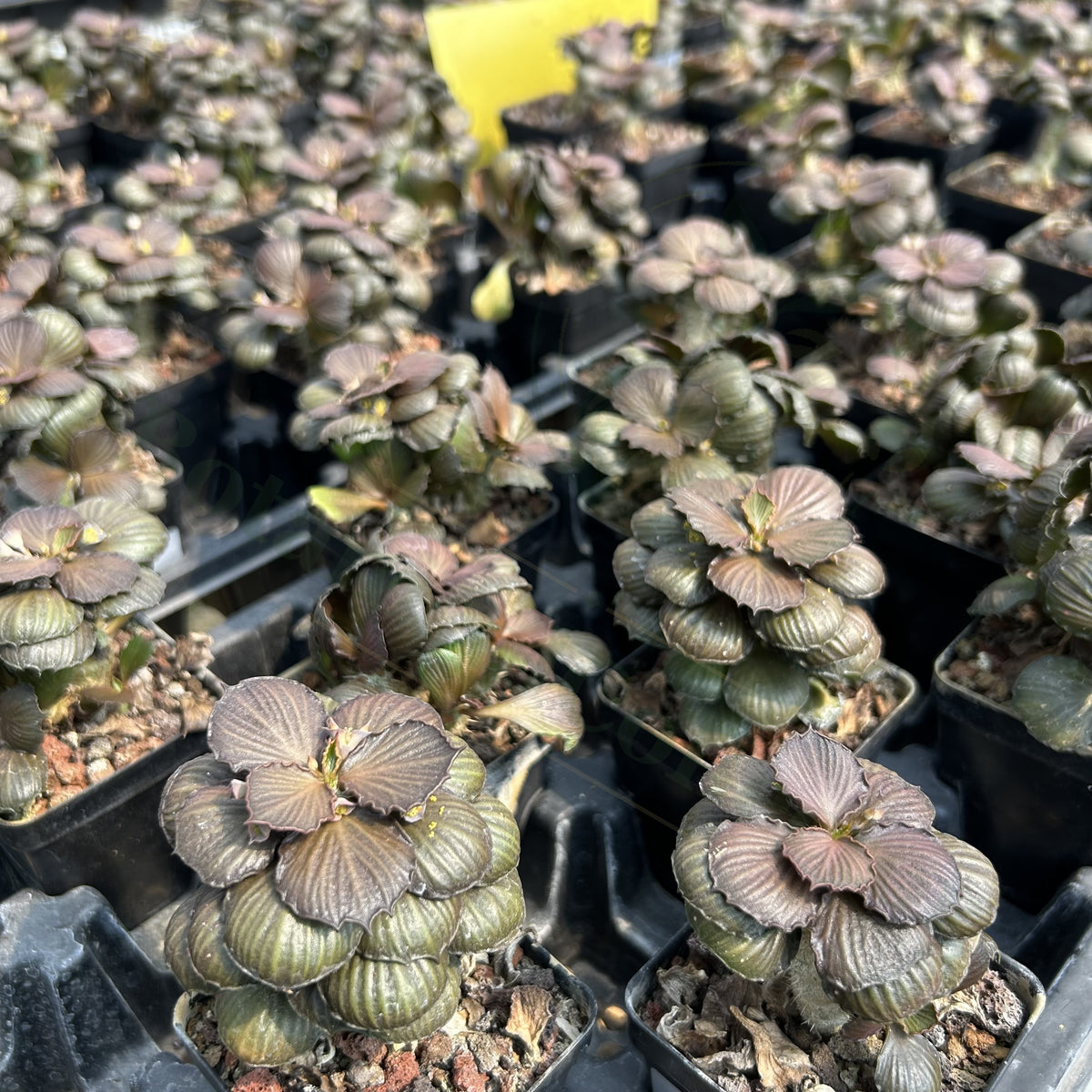 Euphorbia francoisii hybrids