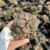 Euphorbia francoisii hybrids