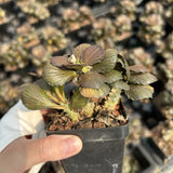 Euphorbia francoisii hybrids