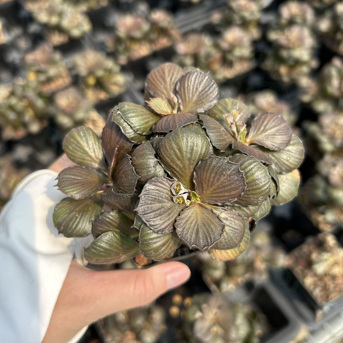 Euphorbia francoisii hybrids
