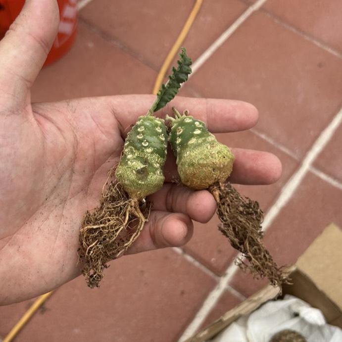From the United States-Aftercare photo 2-BotanicalCollector