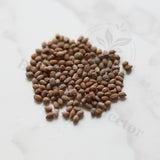 Euphorbia ambovombensis Seeds — Euphorbia — 2026 seed listing — 1 Seed — image 1: loose seeds displayed on a light background