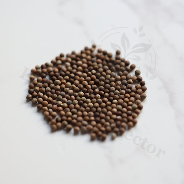 Euphorbia kalisana Seeds — Euphorbia — 2026 seed listing — 1 Seed — image 1: loose seeds displayed on a light background