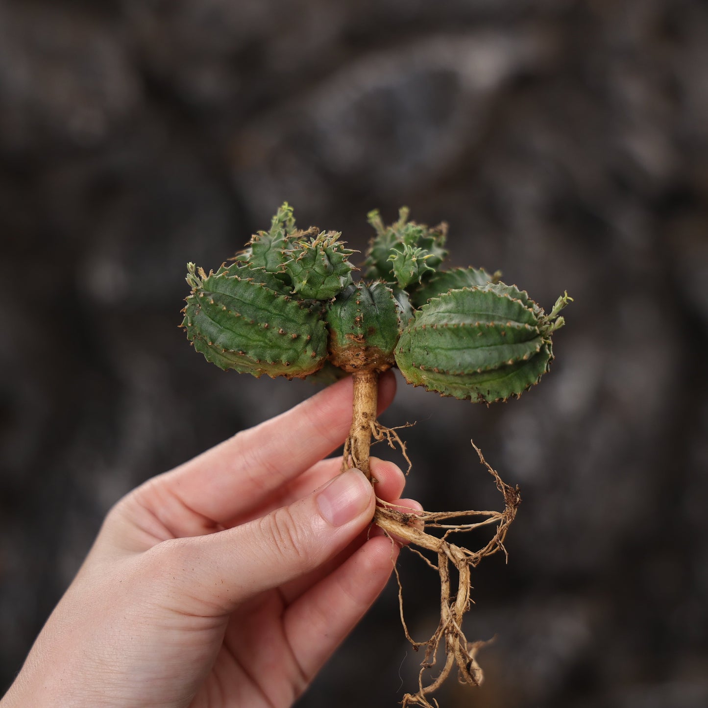 Euphorbia tubiglans hybrid