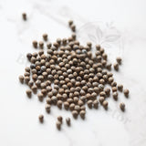 Euphorbia sudanica Seeds — Euphorbia — 2026 seed listing — 1 Seed — image 1: loose seeds displayed on a light background