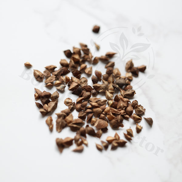 Boswellia nana Seeds — Boswellia — 2026 seed listing — 1 Seed — image 1: loose seeds displayed on a light background
