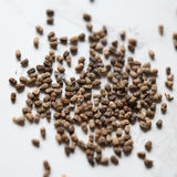 Euphorbia schoenlandii Seeds — Euphorbia — 2026 seed listing — 1 Seed — image 1: loose seeds displayed on a light background