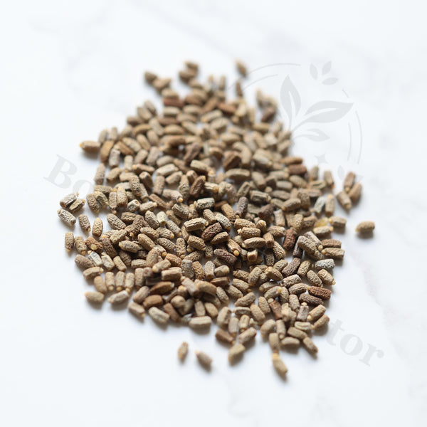 Euphorbia magnifica / Monadenium magnificum Seeds — Euphorbia — 2026 seed listing — 1 Seed — image 1: loose seeds displayed on a light background