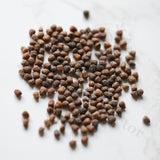 Euphorbia decepta  Seeds — Euphorbia — 2026 seed listing — 1 Seed — image 1: loose seeds displayed on a light background