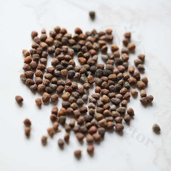 Euphorbia decepta  Seeds — Euphorbia — 2026 seed listing — 1 Seed — image 1: loose seeds displayed on a light background