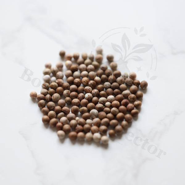 Euphorbia clavigera var. (blue) Seeds — Euphorbia — 2026 seed listing — 1 Seed — image 1: loose seeds displayed on a light background