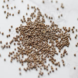 Dorstenia horwoodii Seeds — Dorstenia — 2026 seed listing — 1 Seed — image 1: loose seeds displayed on a light background