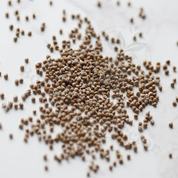 Dorstenia horwoodii Seeds — Dorstenia — 2026 seed listing — 1 Seed — image 1: loose seeds displayed on a light background